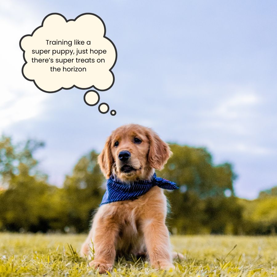 Puppy training with thought bubble