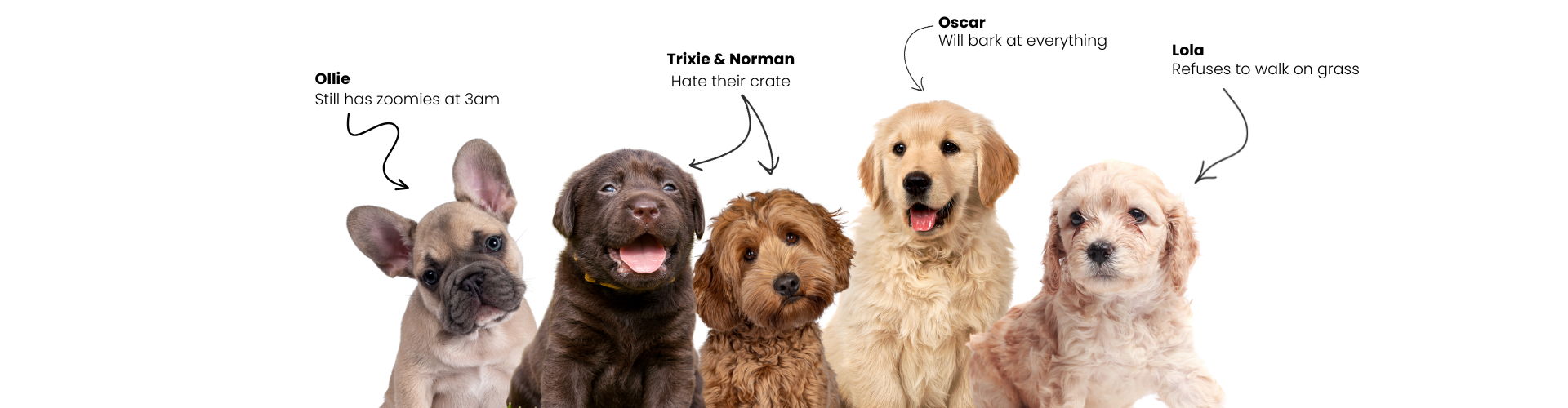 Five adorable puppies with their names and characteristics